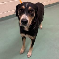 Shelter Stray Female Dog last seen , 2350 Appling City Cove, Memphis, TN 38133, USA