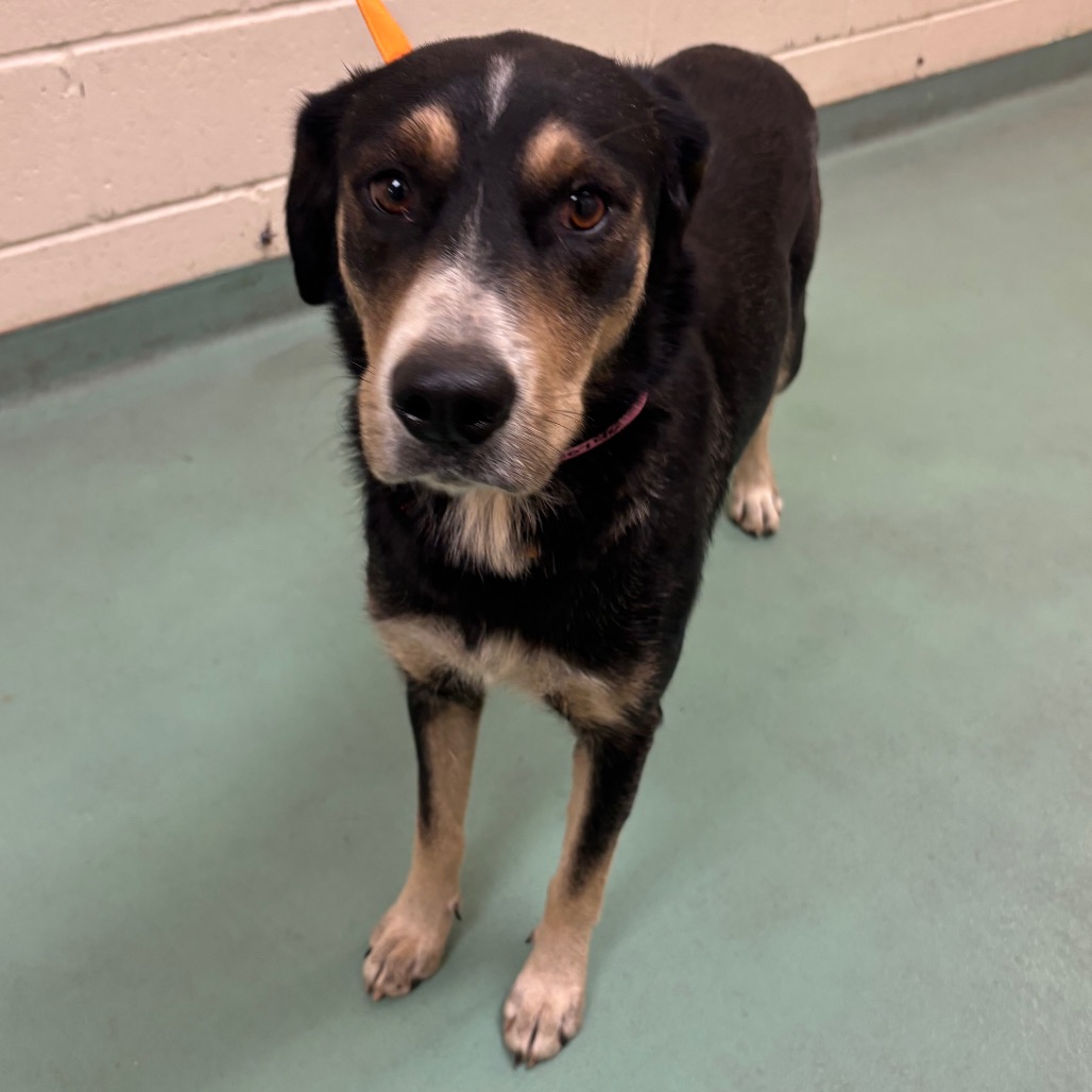 Shelter Stray Female Dog last seen , 2350 Appling City Cove, Memphis, TN 38133, USA