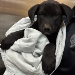 Shelter Stray Male Dog last seen , 2350 Appling City Cove, Memphis, TN 38133, USA