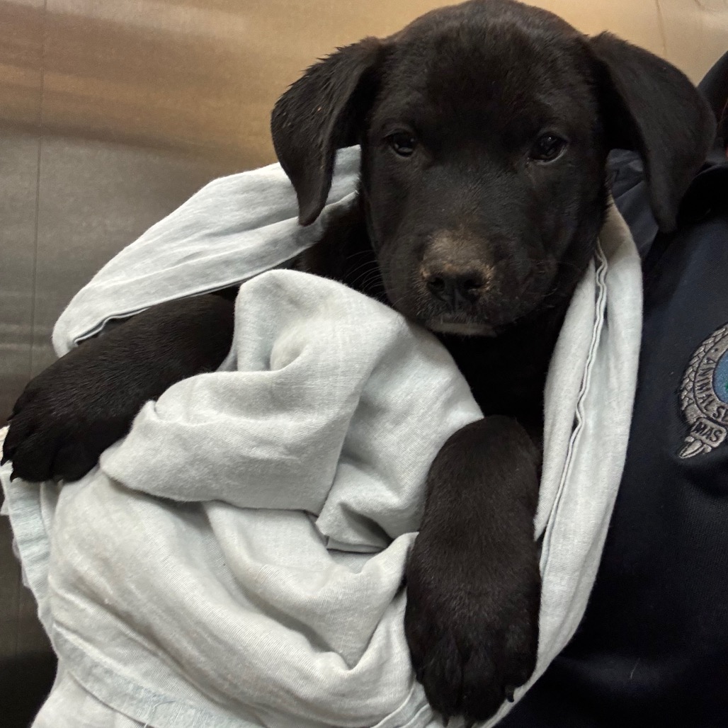 Shelter Stray Male Dog last seen , 2350 Appling City Cove, Memphis, TN 38133, USA