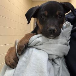 Shelter Stray Male Dog last seen , 2350 Appling City Cove, Memphis, TN 38133, USA