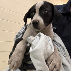 Shelter Stray Male Dog last seen , 2350 Appling City Cove, Memphis, TN 38133, USA