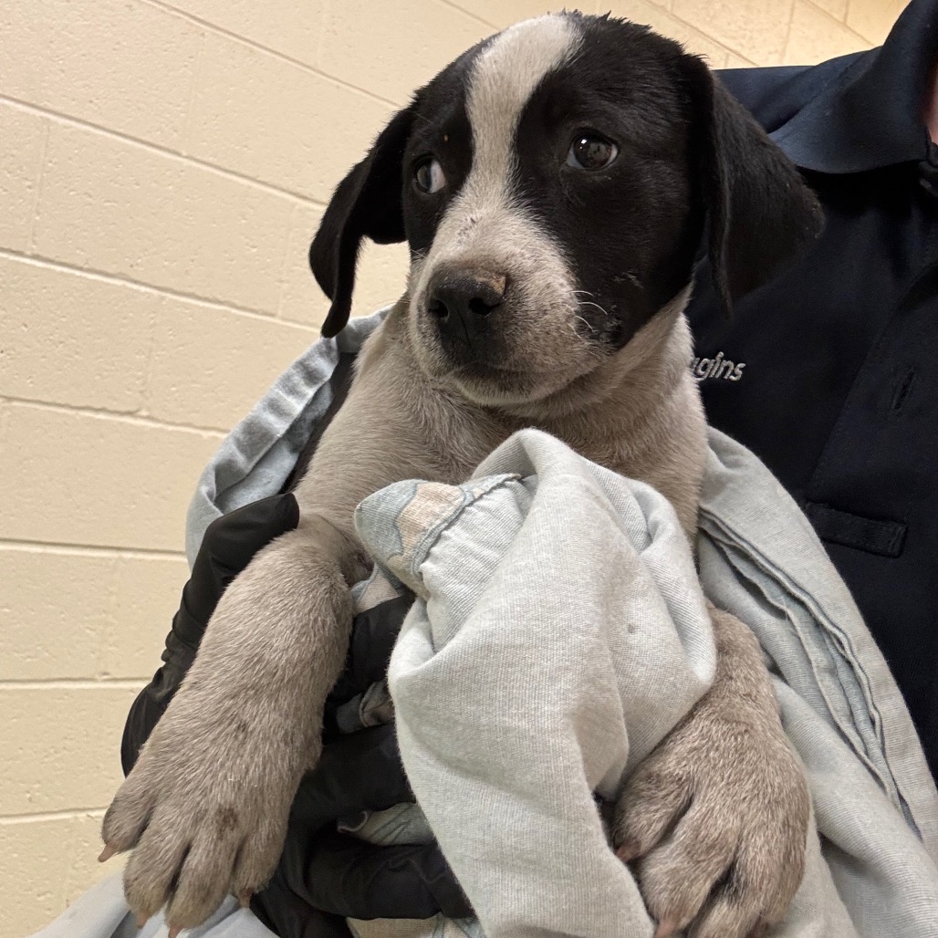 Shelter Stray Male Dog last seen , 2350 Appling City Cove, Memphis, TN 38133, USA
