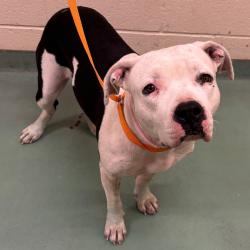 Shelter Stray Female Dog last seen , 2350 Appling City Cove, Memphis, TN 38133, USA