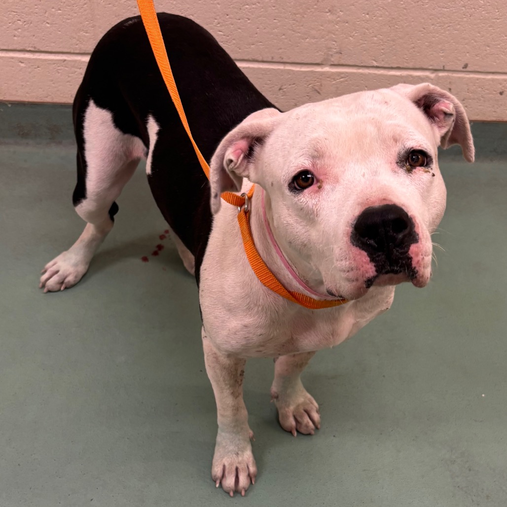 Shelter Stray Female Dog last seen , 2350 Appling City Cove, Memphis, TN 38133, USA