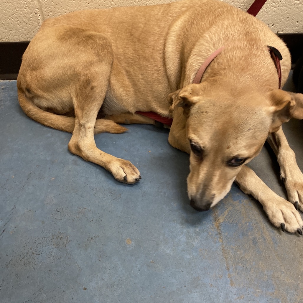 Shelter Stray Female Dog last seen , 2350 Appling City Cove, Memphis, TN 38133, USA