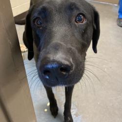 Shelter Stray Female Dog last seen , 2350 Appling City Cove, Memphis, TN 38133, USA