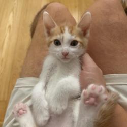 Shelter Stray Male Cat last seen , 361 S Raymond Ave, Pasadena, CA 91105, USA
