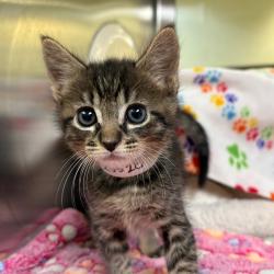 Shelter Stray Male Cat last seen , 361 S Raymond Ave, Pasadena, CA 91105, USA