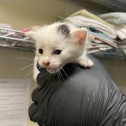 Shelter Stray Male Cat last seen , 361 S Raymond Ave, Pasadena, CA 91105, USA