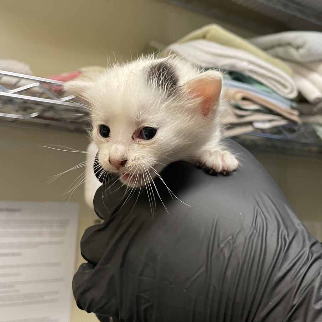 Shelter Stray Male Cat last seen , 361 S Raymond Ave, Pasadena, CA 91105, USA