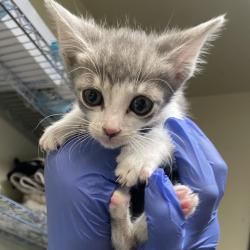 Shelter Stray Female Cat last seen , 361 S Raymond Ave, Pasadena, CA 91105, USA