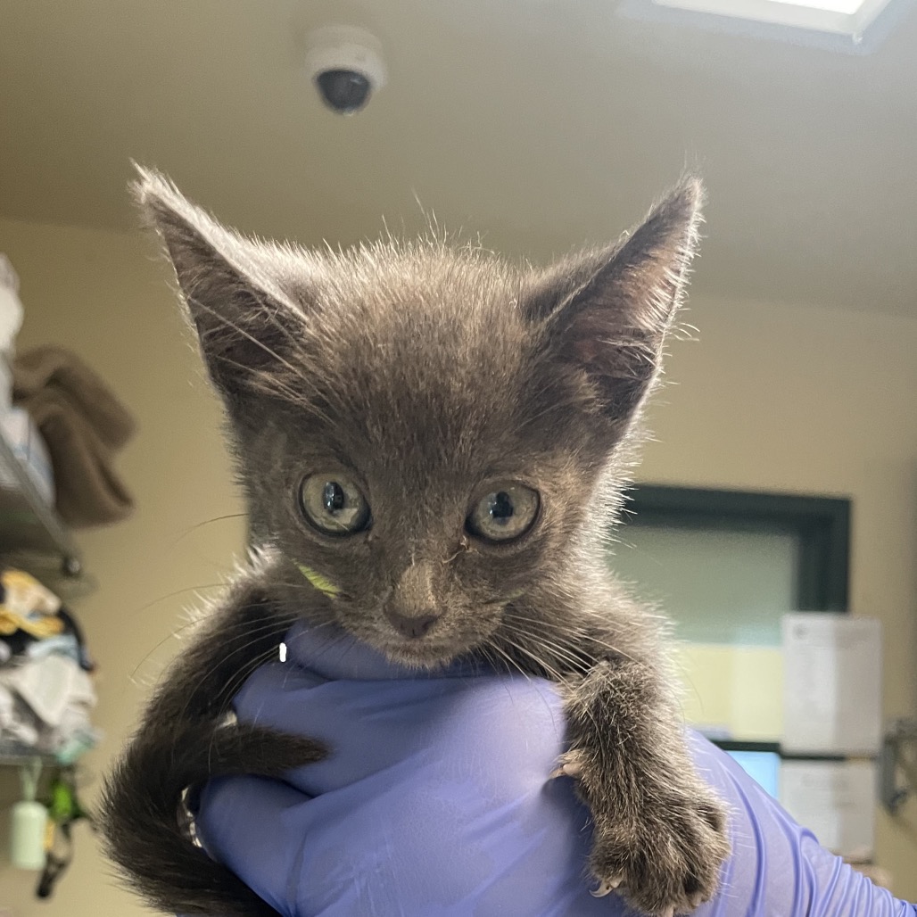 Shelter Stray Male Cat last seen , 361 S Raymond Ave, Pasadena, CA 91105, USA