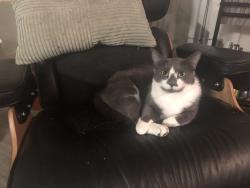Lost Male Cat last seen Bank of America on E oakland park blvd and NE 32nd St, Oakland Park, FL 33334