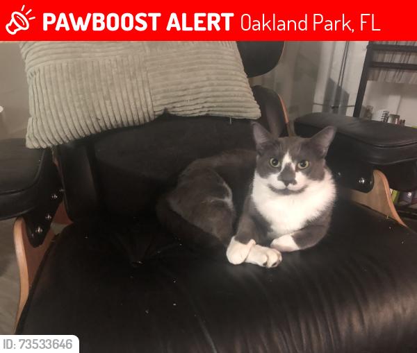 Lost Male Cat last seen Bank of America on E oakland park blvd and NE 32nd St, Oakland Park, FL 33334