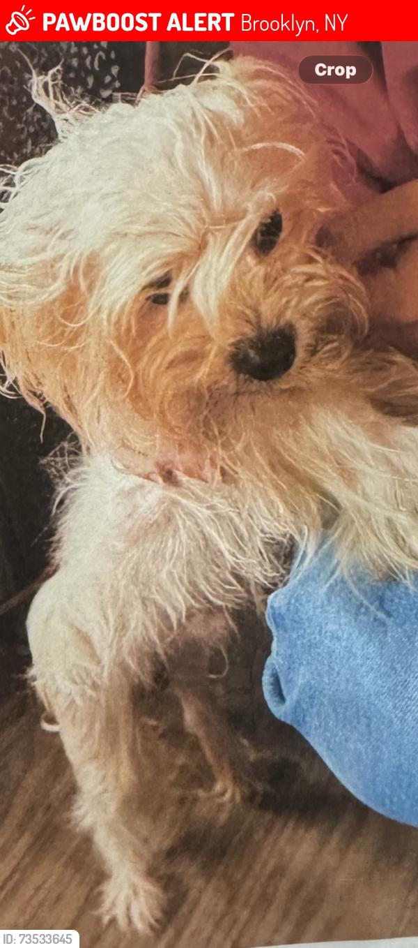 Lost Male Dog last seen Wilson and knickerbocker, Brooklyn, NY 11221