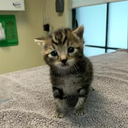 Shelter Stray Male Cat last seen , 361 S Raymond Ave, Pasadena, CA 91105, USA