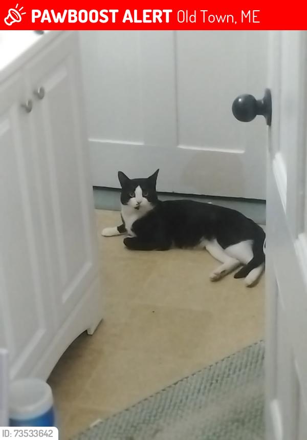 Lost Male Cat last seen On either side of us is Brunswick street and fourth street old town maine, Old Town, ME 04468