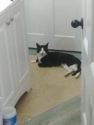 Lost Male Cat last seen On either side of us is Brunswick street and fourth street old town maine, Old Town, ME 04468