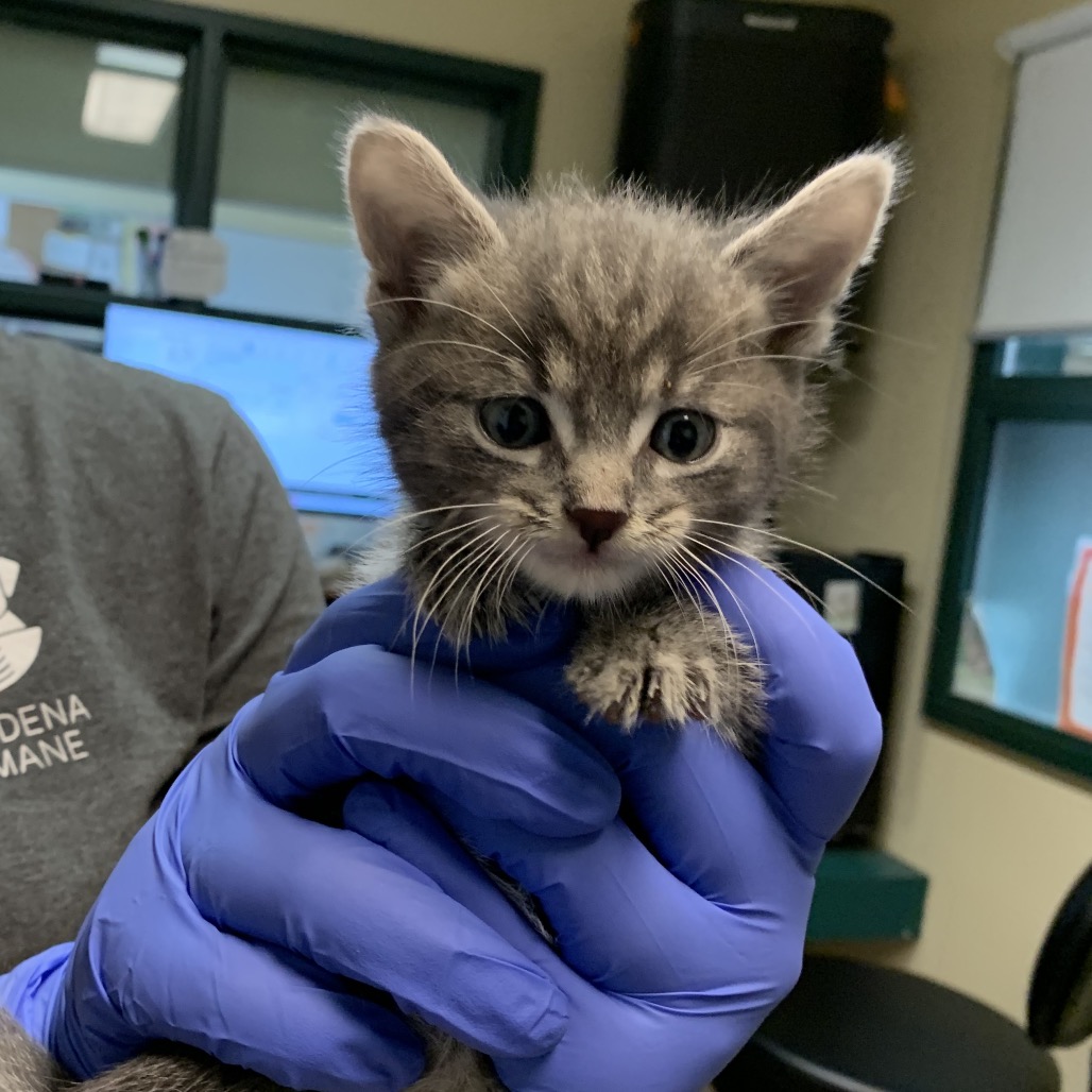 Shelter Stray Male Cat last seen , 361 S Raymond Ave, Pasadena, CA 91105, USA