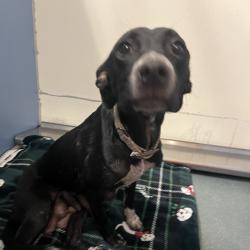 Shelter Stray Female Dog last seen , 2451 N Expressway 281, Edinburg, TX 78541, USA
