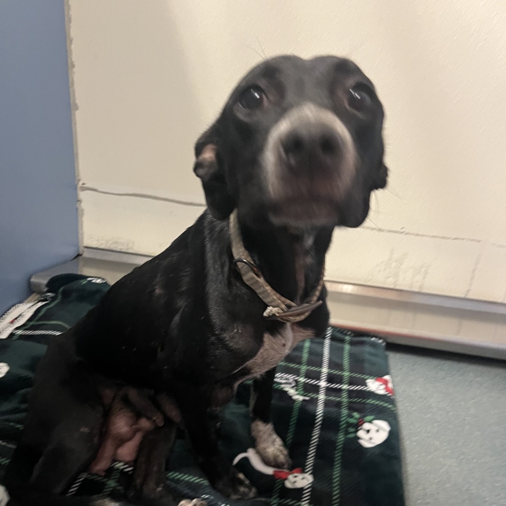 Shelter Stray Female Dog last seen , 2451 N Expressway 281, Edinburg, TX 78541, USA