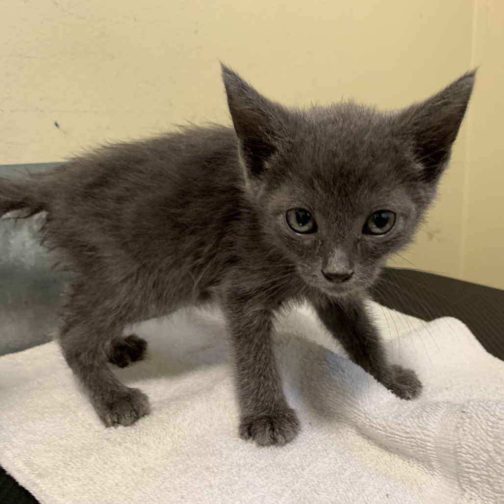 Shelter Stray Female Cat last seen , 361 S Raymond Ave, Pasadena, CA 91105, USA