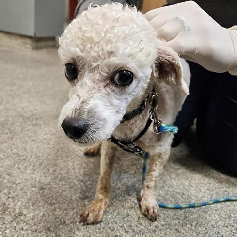 Shelter Stray Male Dog last seen , 8464 Beach Blvd, Jacksonville, FL 32216, USA