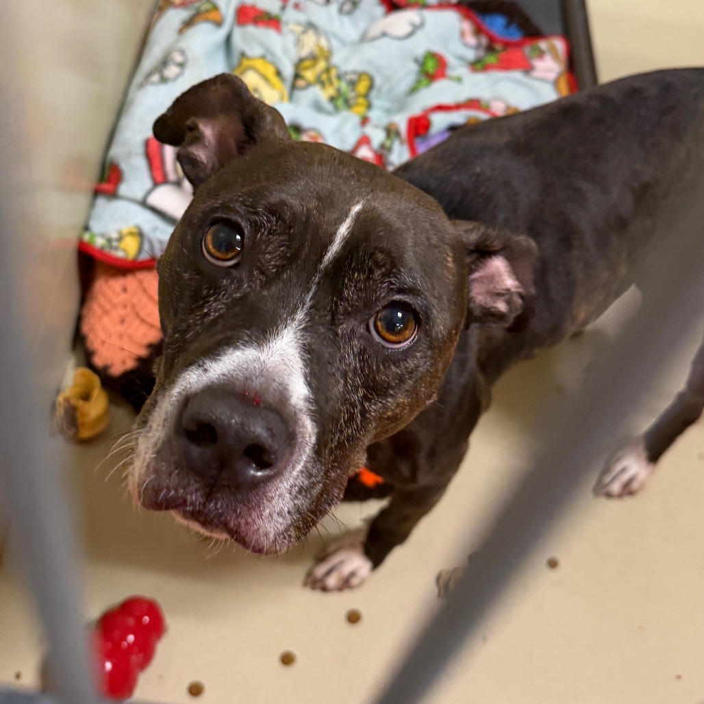 Shelter Stray Female Dog last seen , Animal Care & Control Team of Philly, 111 W Hunting Park Ave, Philadelphia, PA 19140, USA