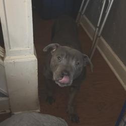 Shelter Stray Female Dog last seen , Animal Care & Control Team of Philly, 111 W Hunting Park Ave, Philadelphia, PA 19140, USA