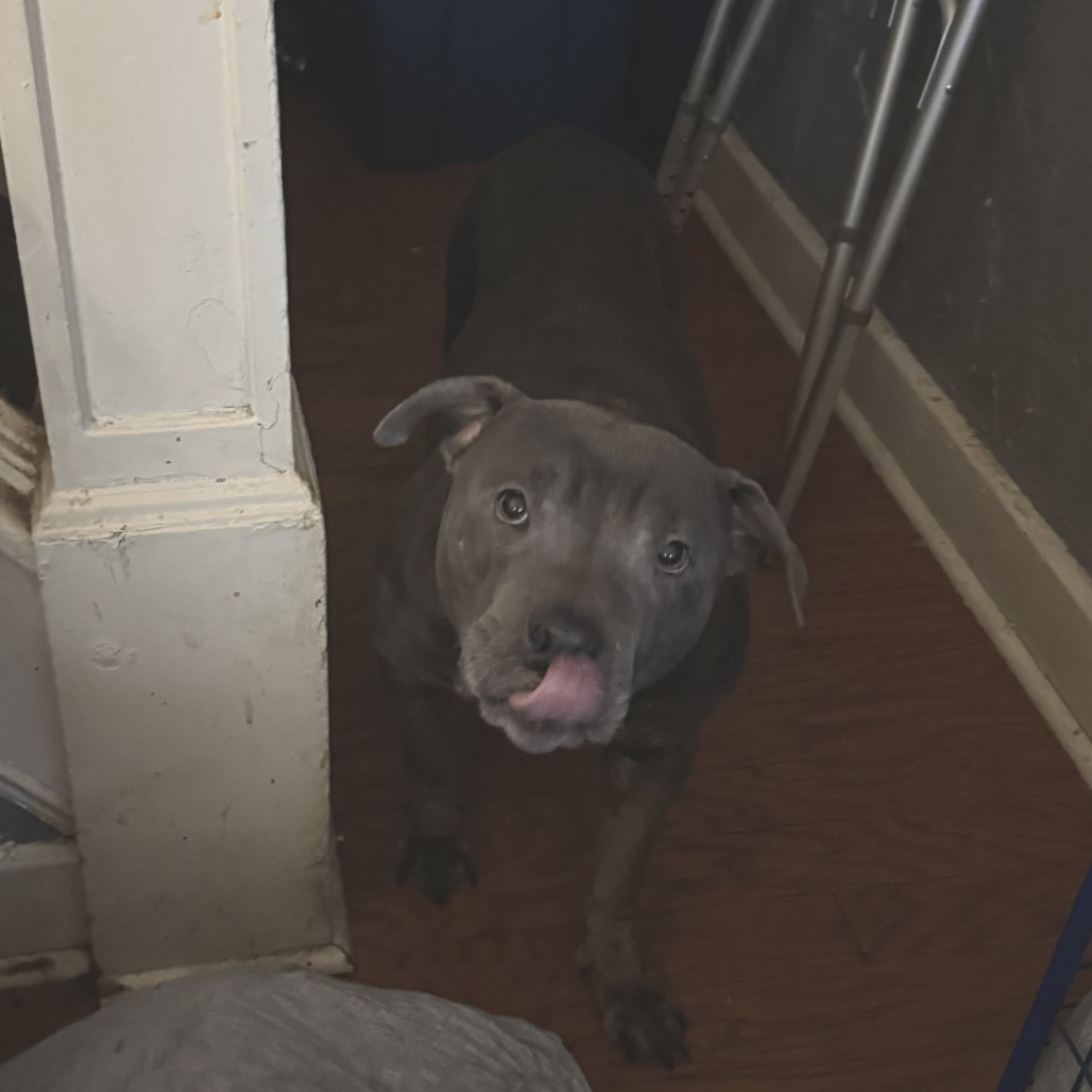 Shelter Stray Female Dog last seen , Animal Care & Control Team of Philly, 111 W Hunting Park Ave, Philadelphia, PA 19140, USA