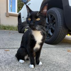 Shelter Stray Male Cat last seen , 2608 Center St, Tacoma, WA 98409, USA