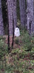 Lost Male Cat last seen Clay-wood Community Center, Newnan, GA 30265