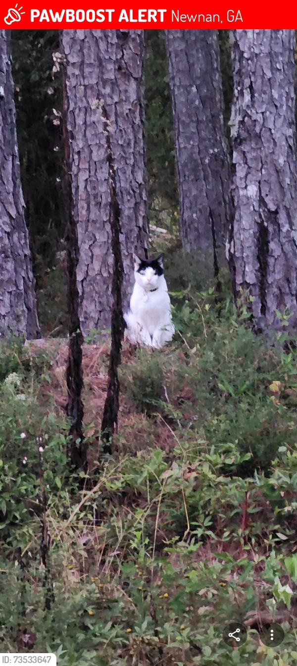 Lost Male Cat last seen Clay-wood Community Center, Newnan, GA 30265