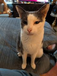 Lost Male Cat last seen Methodist church, Spanish apmts, Shelton, WA 98584