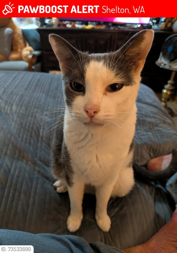 Lost Male Cat last seen Methodist church, Spanish apmts, Shelton, WA 98584