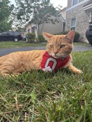 Lost Male Cat last seen Kroger, Grove City, OH 43123
