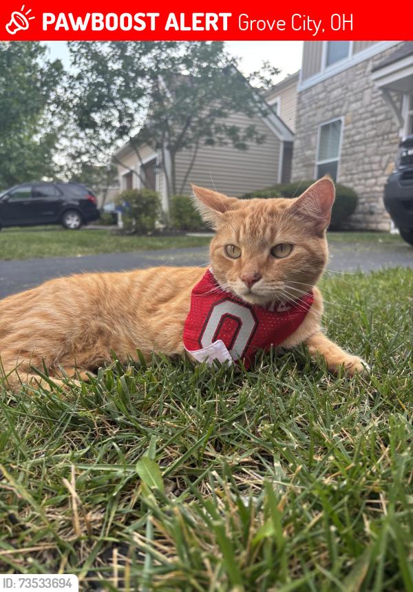 Lost Male Cat last seen Kroger, Grove City, OH 43123