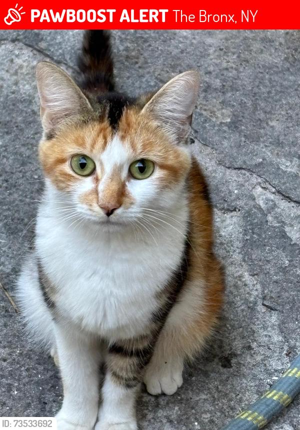 Lost Female Cat last seen Near Netherland Ave, The Bronx, NY 10471