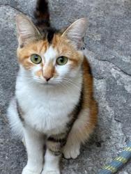 Lost Female Cat last seen Near Netherland Ave, The Bronx, NY 10471