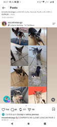 Lost Male Dog last seen Fugiu da clínica veterinária hause pet, Areias de Palhocinha, SC 88495-000
