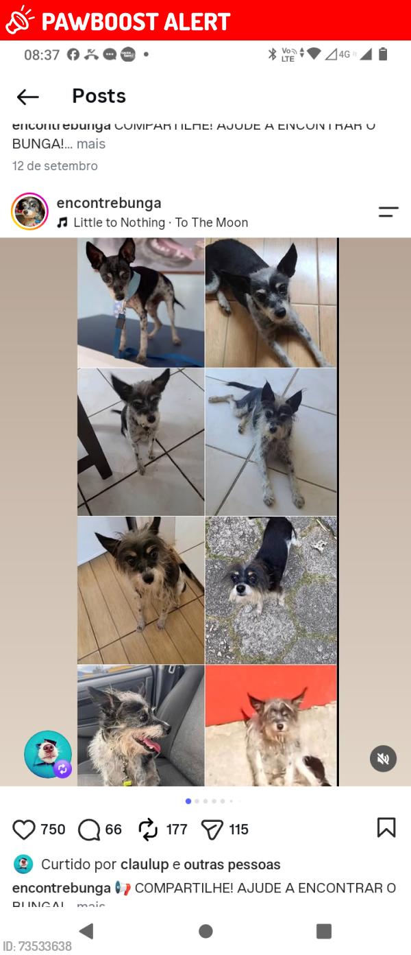 Lost Male Dog last seen Fugiu da clínica veterinária hause pet, Areias de Palhocinha, SC 88495-000