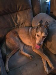 Reunited Female Dog last seen Ball Ground Library are in downtown BG., Ball Ground, GA 30107