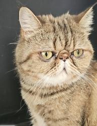 Reunited Female Cat last seen Mainstreet Rutherglein, Rutherglen, Scotland 