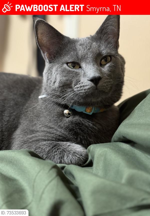 Lost Male Cat last seen Blue diamond, Smyrna, TN 37167