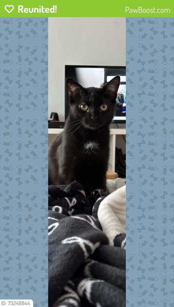 Reunited Male Cat last seen Saint-Leonard, Montreal, QC 