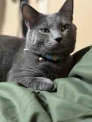 Lost Male Cat last seen Blue diamond, Smyrna, TN 37167