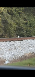 Found/Stray Unknown Cat last seen By Oakbrook industrial park, Gainesville, GA 30503