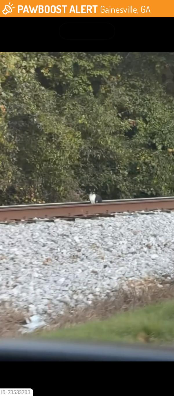 Found/Stray Unknown Cat last seen By Oakbrook industrial park, Gainesville, GA 30503