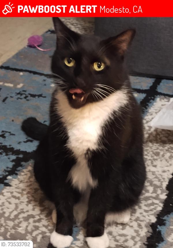 Lost Male Cat last seen Sylvan meadows/coffee rd, Modesto, CA 95355